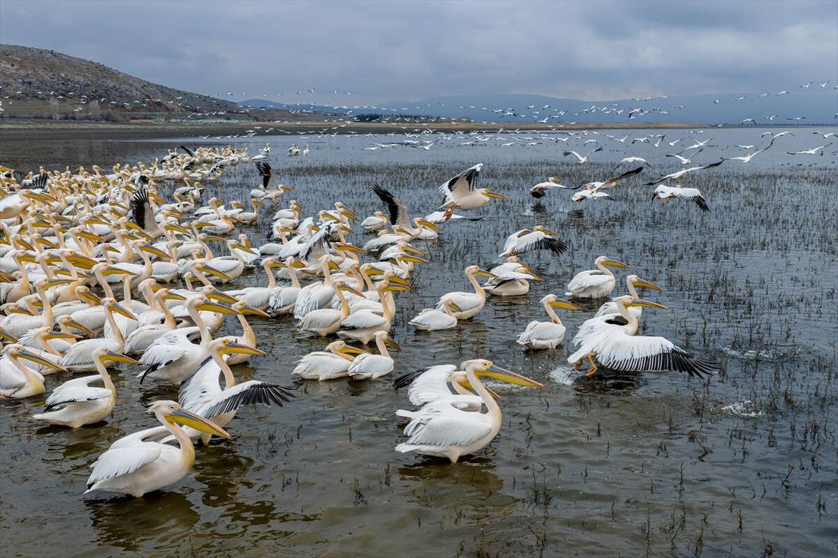 Konya’nın ünlü gölünde kuraklık sonrası sevindiren dönüş 5